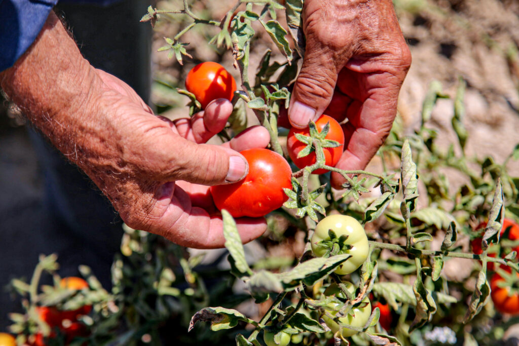 Petrinos Traditional Aegean Cuisine Milos