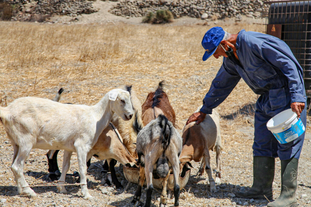 Petrinos Traditional Aegean Cuisine Milos
